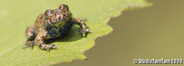 Ululone dal ventre giallo.jpg